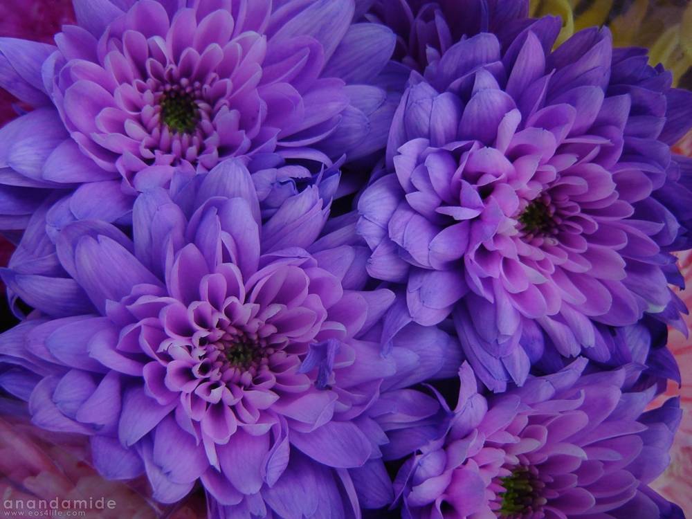 ภาพดอกไม้สวยๆ HD-3D-Wallpapers-Backgrounds (Flower)ภาพพื้นหลัง พักหน้าจอ No.5