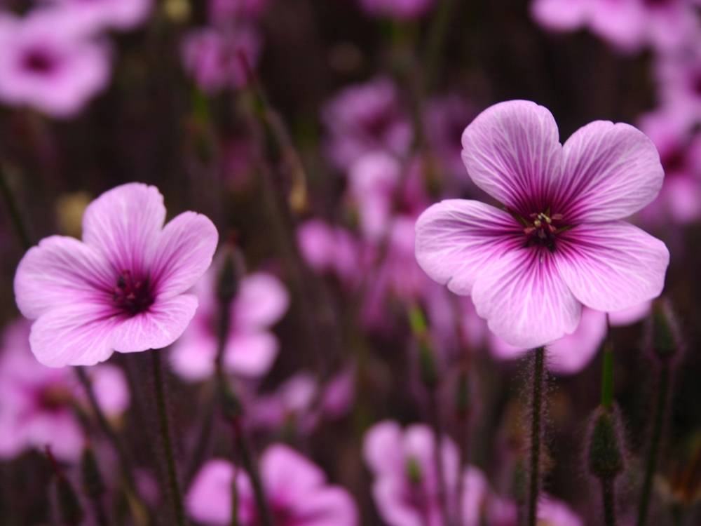 ภาพดอกไม้สวยๆ HD-3D-Wallpapers-Backgrounds (Flower)ภาพพื้นหลัง พักหน้าจอ No.5