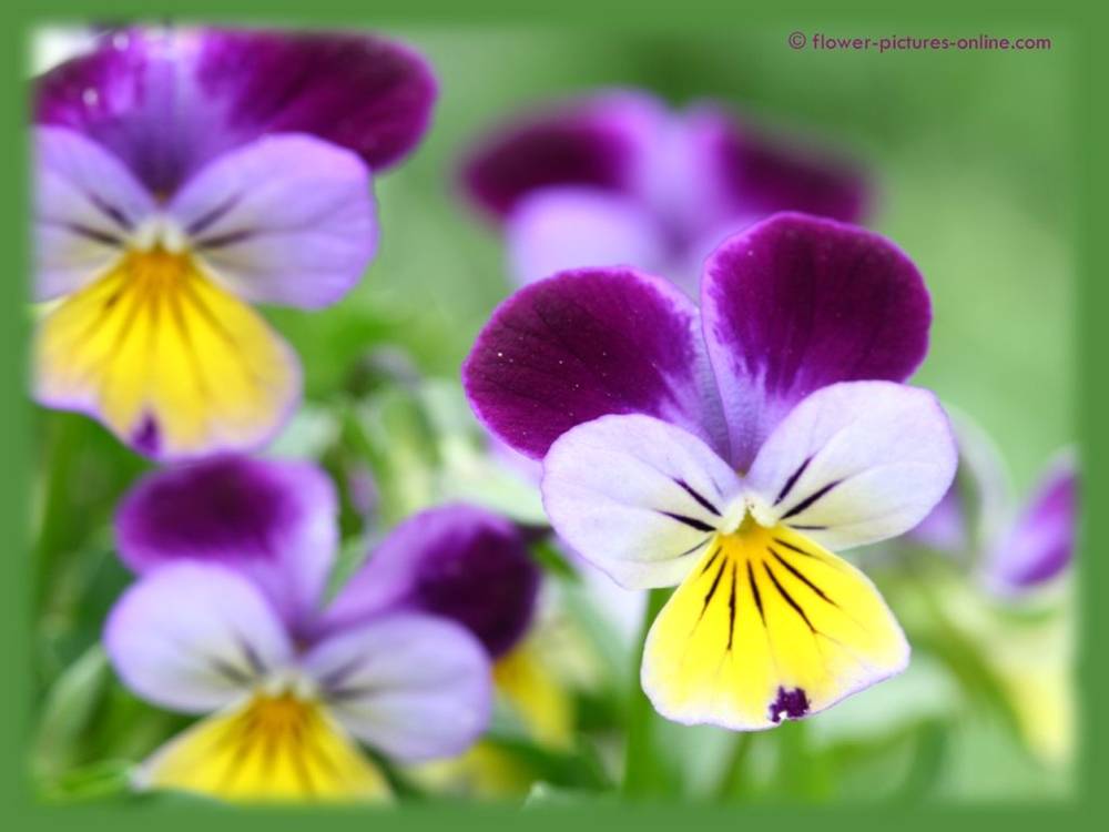 ภาพดอกไม้สวยๆ HD-3D-Wallpapers-Backgrounds (Flower)ภาพพื้นหลัง พักหน้าจอ No.6