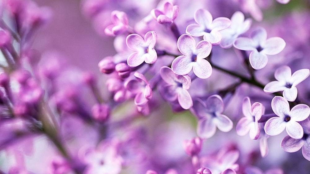 ภาพดอกไม้สวยๆ HD-3D-Wallpapers-Backgrounds (Flower)ภาพพื้นหลัง พักหน้าจอ No.6