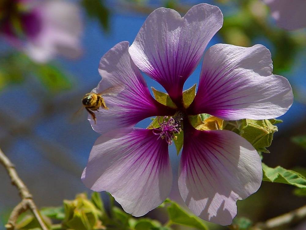 ภาพดอกไม้สวยๆ HD-3D-Wallpapers-Backgrounds (Flower)ภาพพื้นหลัง พักหน้าจอ No.6