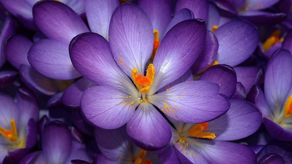 ภาพดอกไม้สวยๆ HD-3D-Wallpapers-Backgrounds (Flower)ภาพพื้นหลัง พักหน้าจอ No.6