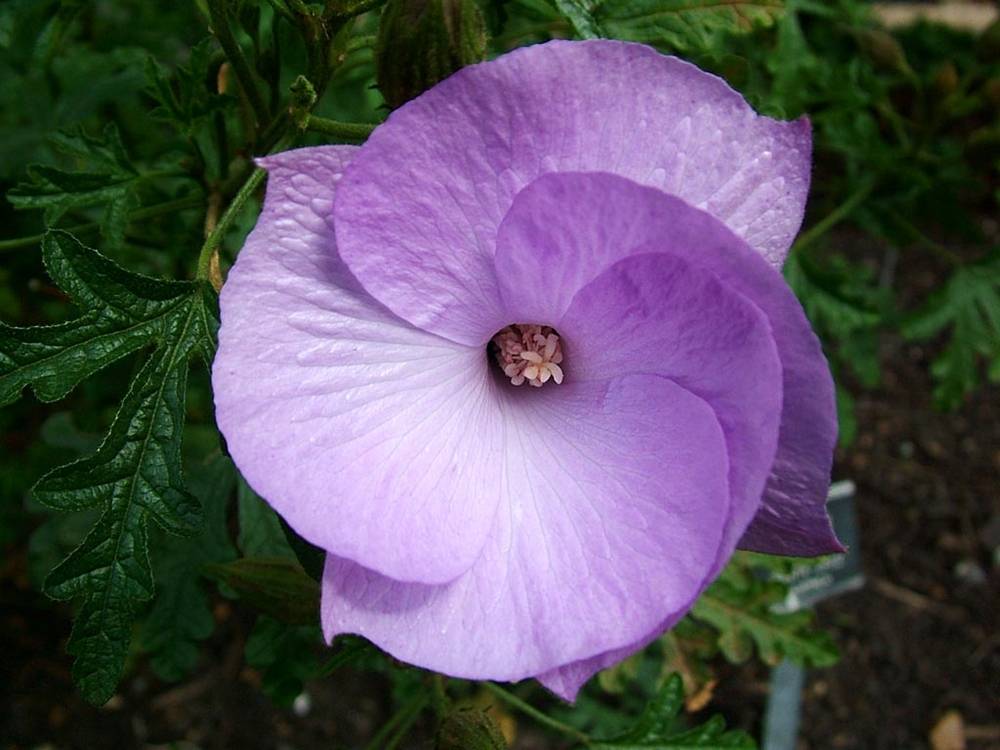 ภาพดอกไม้สวยๆ HD-3D-Wallpapers-Backgrounds (Flower)ภาพพื้นหลัง พักหน้าจอ No.6