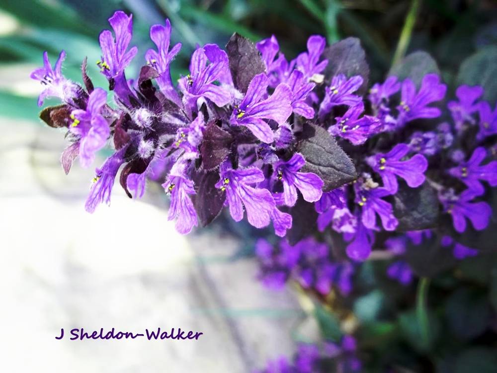 ภาพดอกไม้สวยๆ HD-3D-Wallpapers-Backgrounds (Flower)ภาพพื้นหลัง พักหน้าจอ No.6