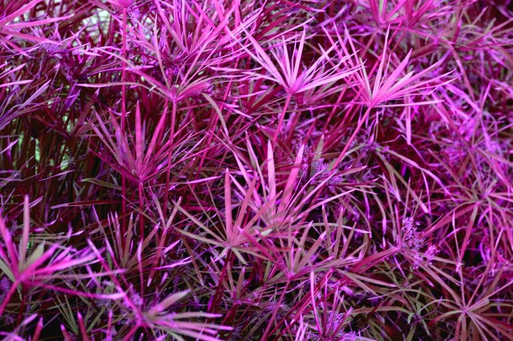 ภาพดอกไม้สวยๆ HD-3D-Wallpapers-Backgrounds (Flower)ภาพพื้นหลัง พักหน้าจอ No.6