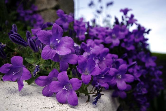 ภาพดอกไม้สวยๆ HD-3D-Wallpapers-Backgrounds (Flower)ภาพพื้นหลัง พักหน้าจอ No.6