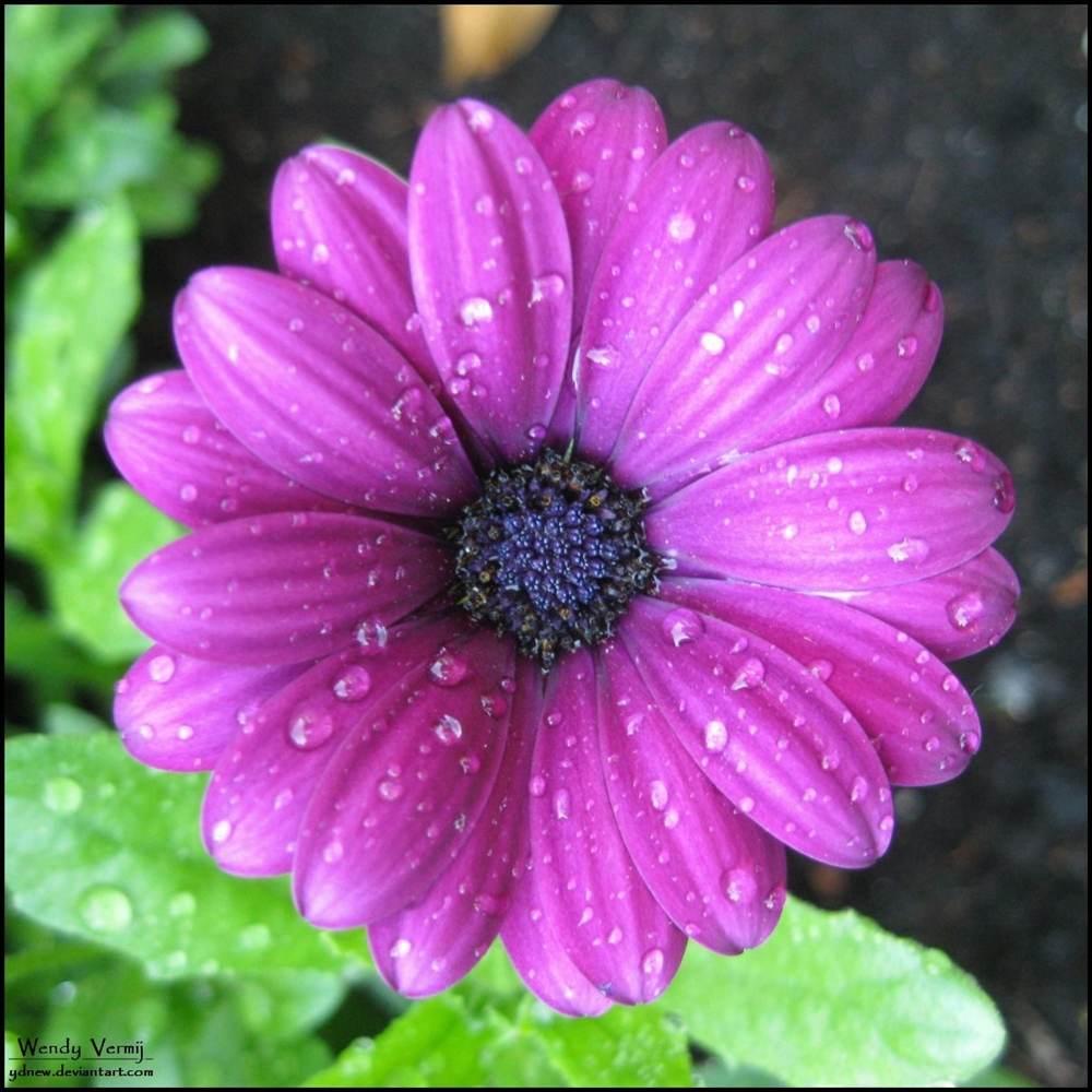 ภาพดอกไม้สวยๆ HD-3D-Wallpapers-Backgrounds (Flower)ภาพพื้นหลัง พักหน้าจอ No.6