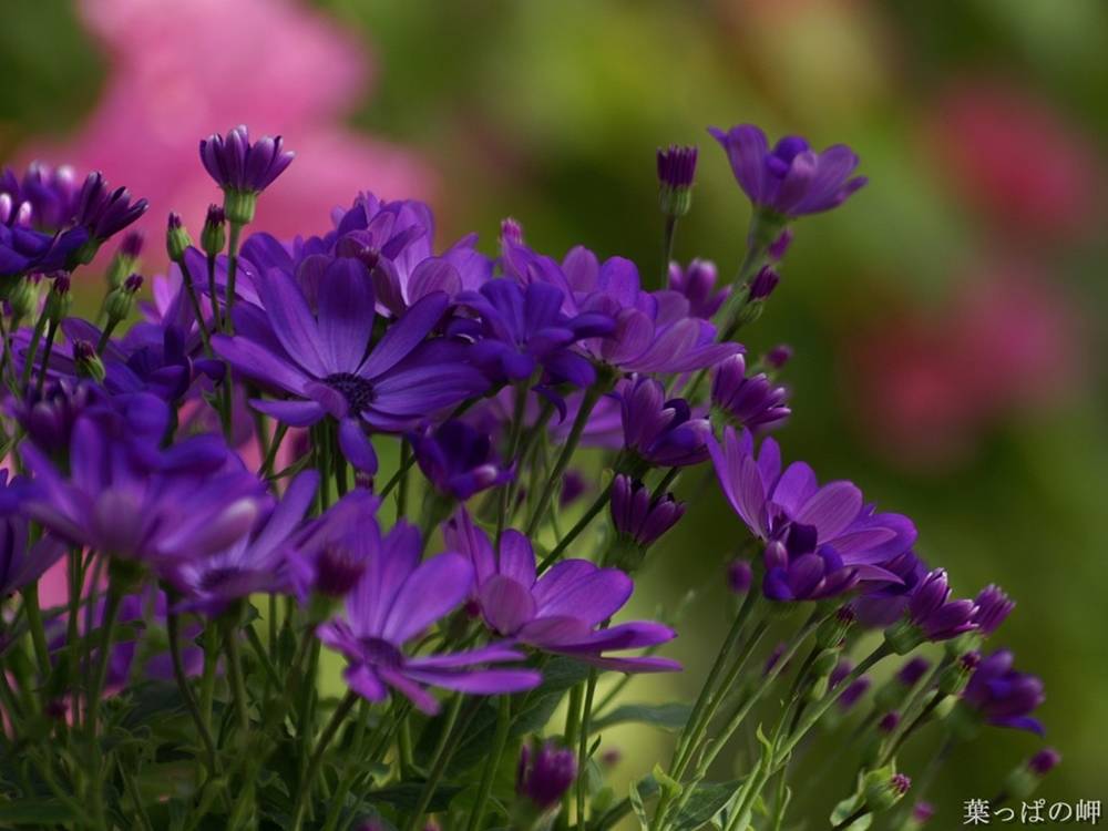 ภาพดอกไม้สวยๆ HD-3D-Wallpapers-Backgrounds (Flower)ภาพพื้นหลัง พักหน้าจอ No.6