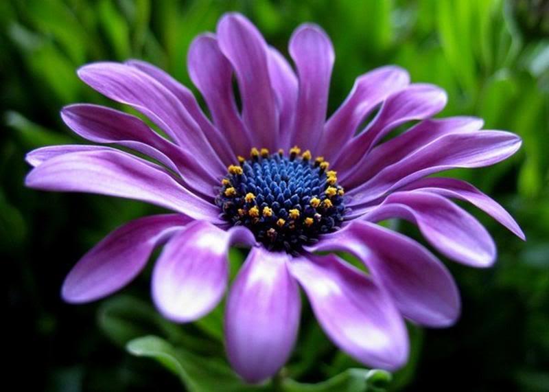 ภาพดอกไม้สวยๆ HD-3D-Wallpapers-Backgrounds (Flower)ภาพพื้นหลัง พักหน้าจอ No.6
