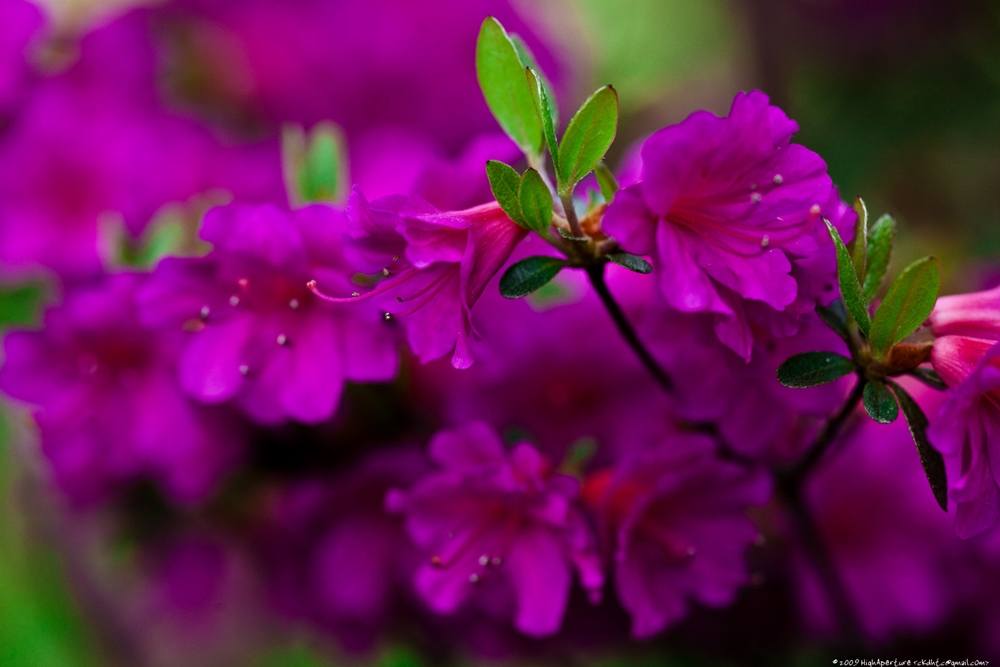 ภาพดอกไม้สวยๆ HD-3D-Wallpapers-Backgrounds (Flower)ภาพพื้นหลัง พักหน้าจอ No.6