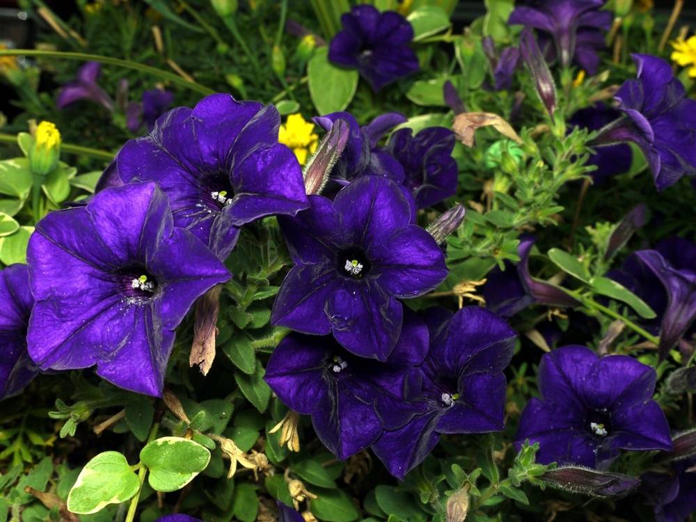 ภาพดอกไม้สวยๆ HD-3D-Wallpapers-Backgrounds (Flower)ภาพพื้นหลัง พักหน้าจอ No.6