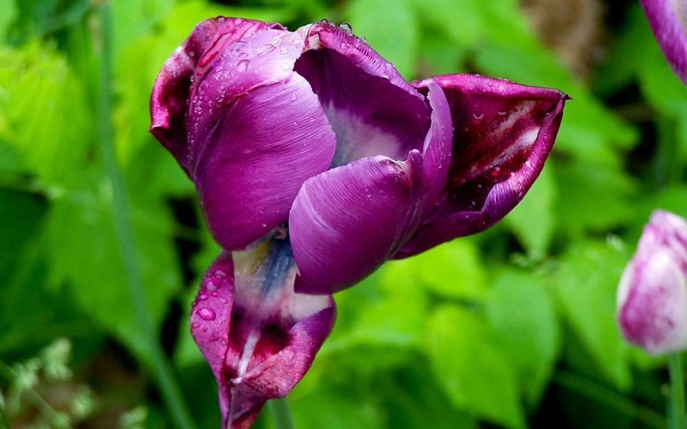 ภาพดอกไม้สวยๆ HD-3D-Wallpapers-Backgrounds (Flower)ภาพพื้นหลัง พักหน้าจอ No.6