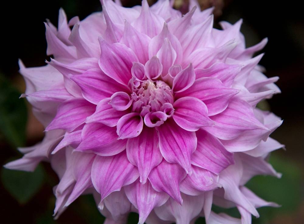 ภาพดอกไม้สวยๆ HD-3D-Wallpapers-Backgrounds (Flower)ภาพพื้นหลัง พักหน้าจอ No.6