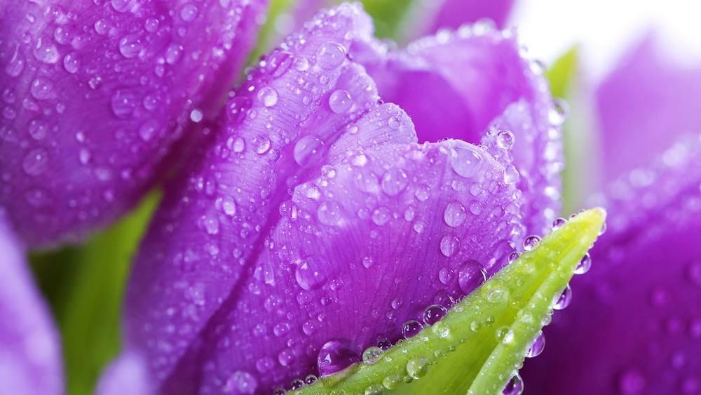 ภาพดอกไม้สวยๆ HD-3D-Wallpapers-Backgrounds (Flower)ภาพพื้นหลัง พักหน้าจอ No.6