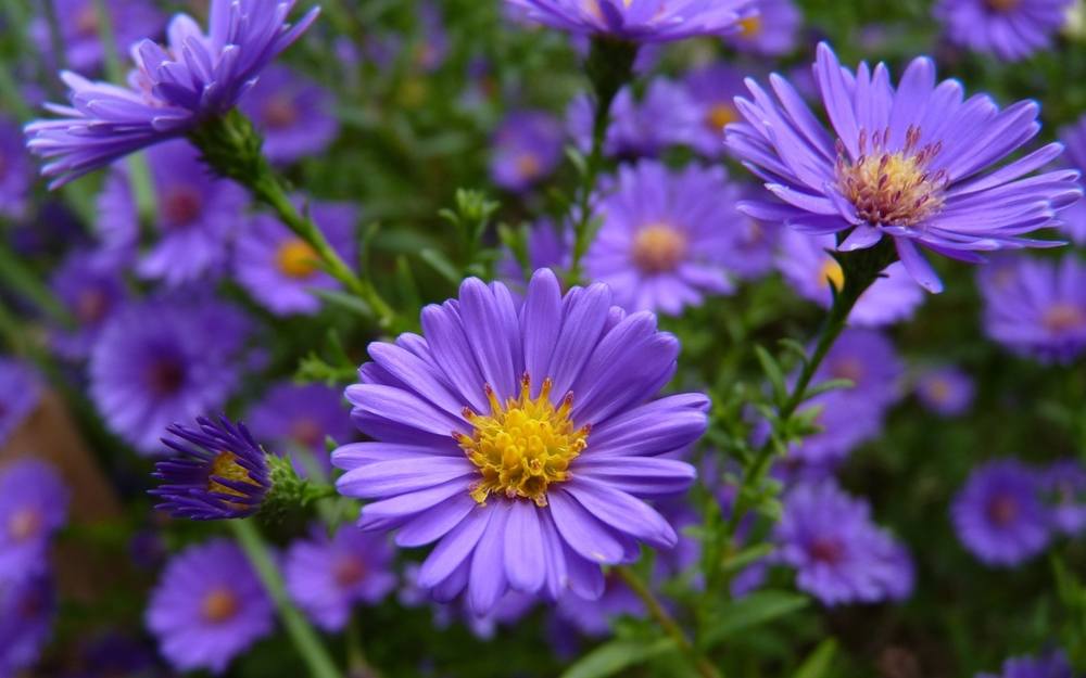 ภาพดอกไม้สวยๆ HD-3D-Wallpapers-Backgrounds (Flower)ภาพพื้นหลัง พักหน้าจอ No.6