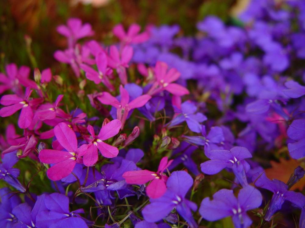 ภาพดอกไม้สวยๆ HD-3D-Wallpapers-Backgrounds (Flower)ภาพพื้นหลัง พักหน้าจอ No.6