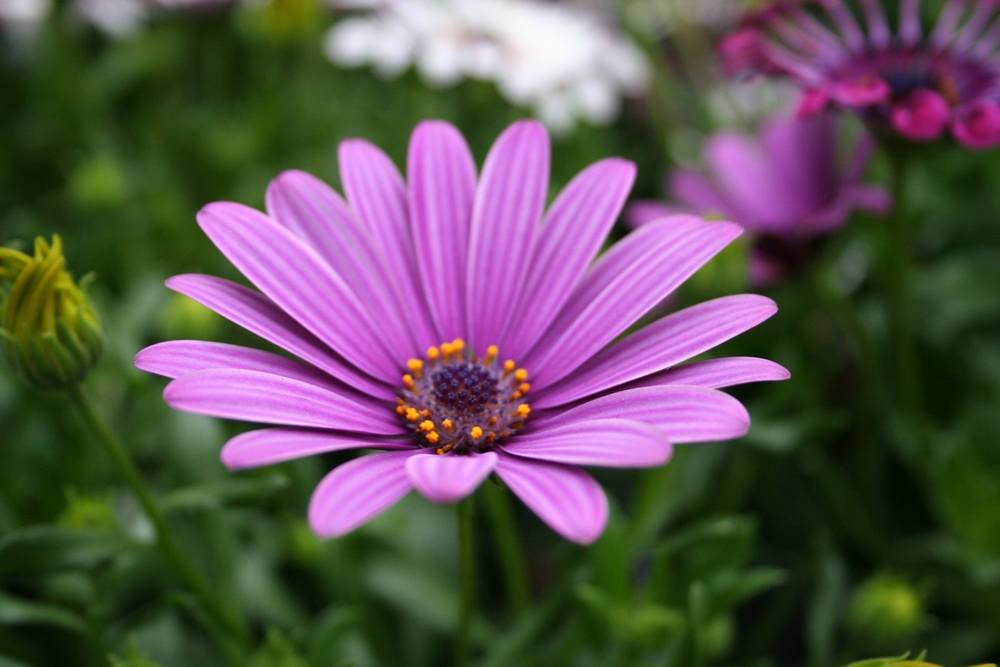 ภาพดอกไม้สวยๆ HD-3D-Wallpapers-Backgrounds (Flower)ภาพพื้นหลัง พักหน้าจอ No.6