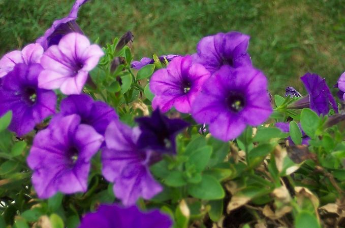 ภาพดอกไม้สวยๆ HD-3D-Wallpapers-Backgrounds (Flower)ภาพพื้นหลัง พักหน้าจอ No.6