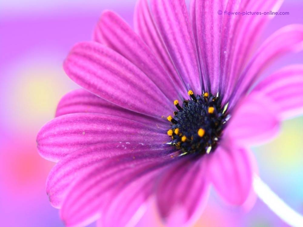 ภาพดอกไม้สวยๆ HD-3D-Wallpapers-Backgrounds (Flower)ภาพพื้นหลัง พักหน้าจอ No.6