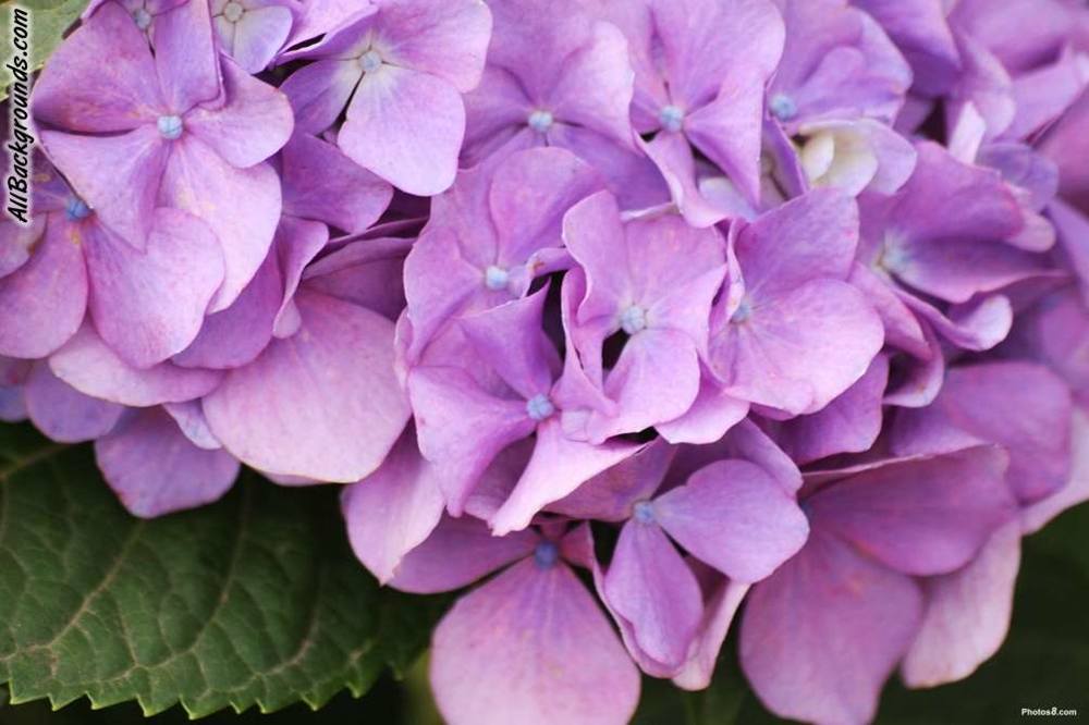 ภาพดอกไม้สวยๆ HD-3D-Wallpapers-Backgrounds (Flower)ภาพพื้นหลัง พักหน้าจอ No.7