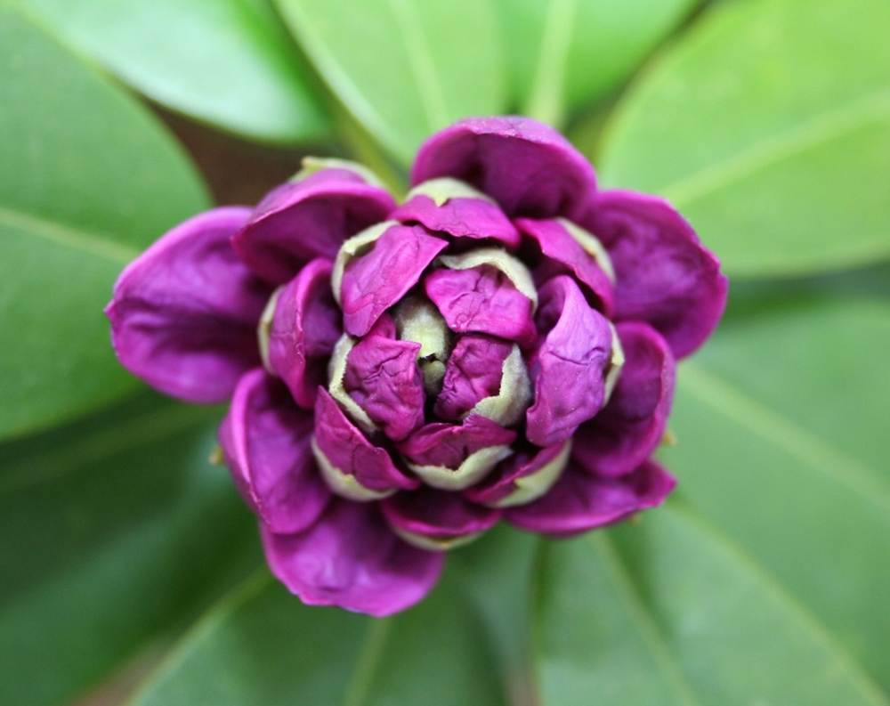ภาพดอกไม้สวยๆ HD-3D-Wallpapers-Backgrounds (Flower)ภาพพื้นหลัง พักหน้าจอ No.7