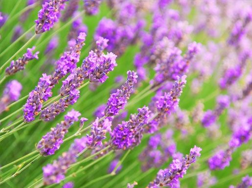 ภาพดอกไม้สวยๆ HD-3D-Wallpapers-Backgrounds (Flower)ภาพพื้นหลัง พักหน้าจอ No.7