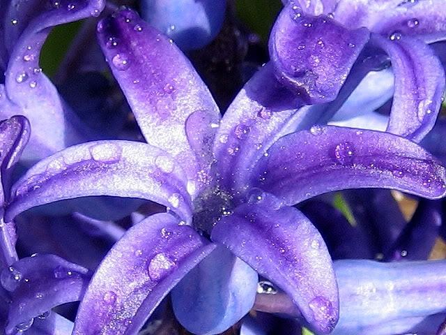ภาพดอกไม้สวยๆ HD-3D-Wallpapers-Backgrounds (Flower)ภาพพื้นหลัง พักหน้าจอ No.7
