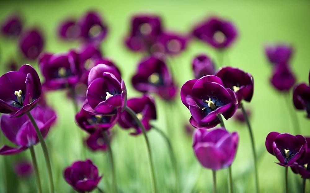 ภาพดอกไม้สวยๆ HD-3D-Wallpapers-Backgrounds (Flower)ภาพพื้นหลัง พักหน้าจอ No.7