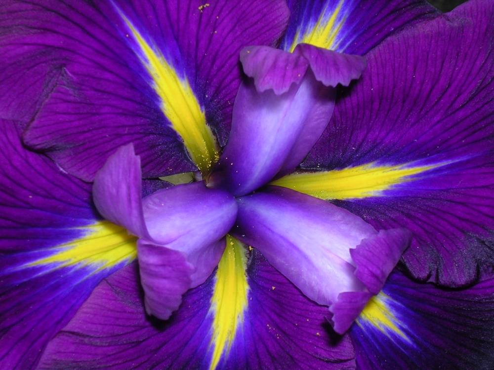 ภาพดอกไม้สวยๆ HD-3D-Wallpapers-Backgrounds (Flower)ภาพพื้นหลัง พักหน้าจอ No.7
