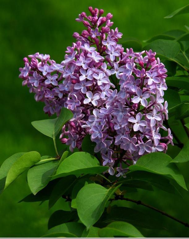 ภาพดอกไม้สวยๆ HD-3D-Wallpapers-Backgrounds (Flower)ภาพพื้นหลัง พักหน้าจอ No.7