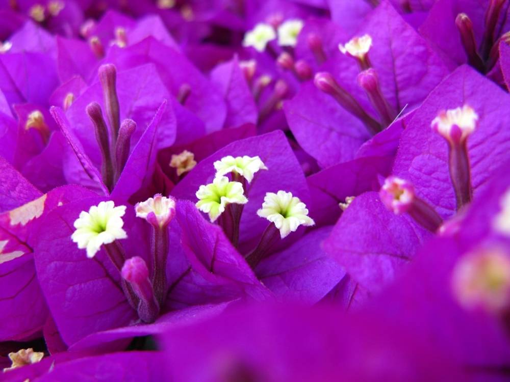 ภาพดอกไม้สวยๆ HD-3D-Wallpapers-Backgrounds (Flower)ภาพพื้นหลัง พักหน้าจอ No.7