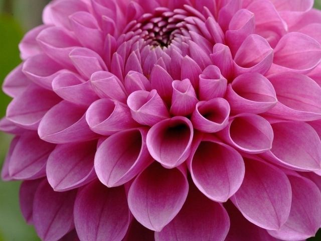 ภาพดอกไม้สวยๆ HD-3D-Wallpapers-Backgrounds (Flower)ภาพพื้นหลัง พักหน้าจอ No.7