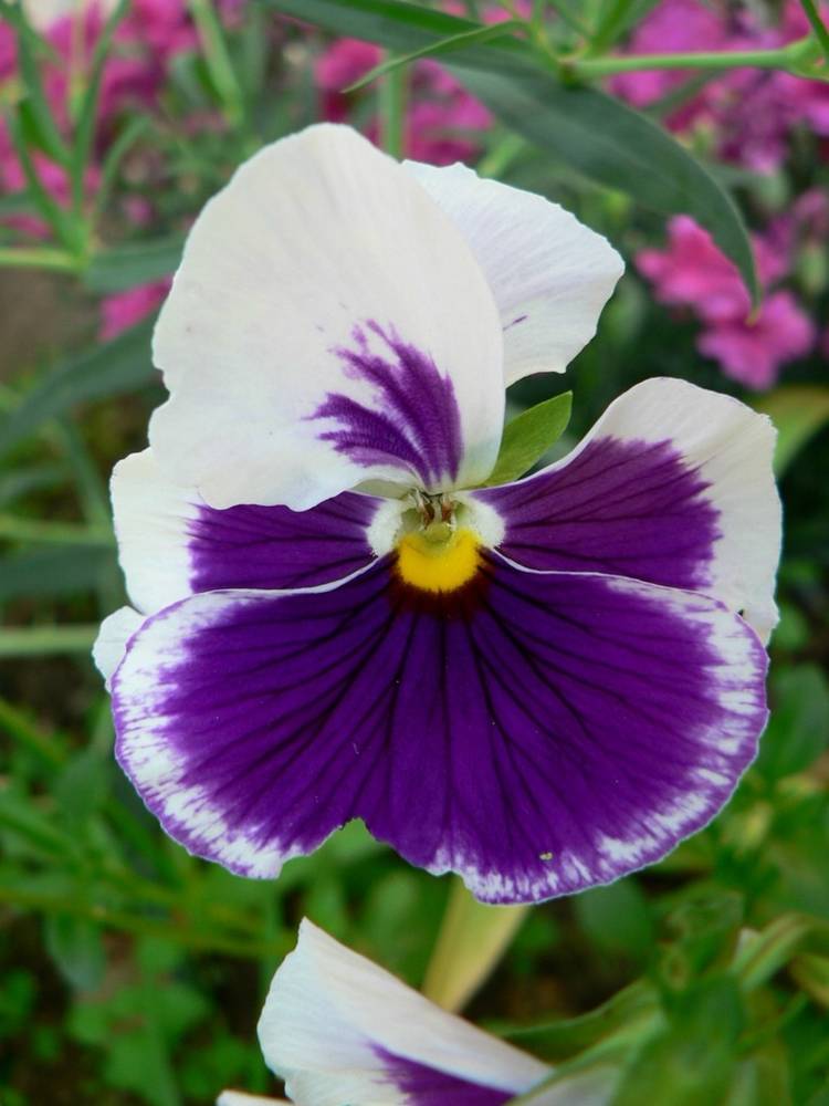 ภาพดอกไม้สวยๆ HD-3D-Wallpapers-Backgrounds (Flower)ภาพพื้นหลัง พักหน้าจอ No.7