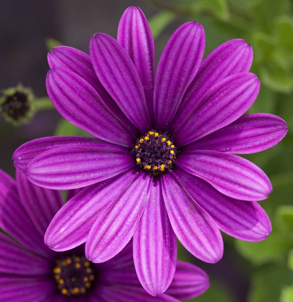 ภาพดอกไม้สวยๆ HD-3D-Wallpapers-Backgrounds (Flower)ภาพพื้นหลัง พักหน้าจอ No.7