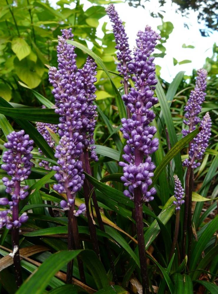 ภาพดอกไม้สวยๆ HD-3D-Wallpapers-Backgrounds (Flower)ภาพพื้นหลัง พักหน้าจอ No.7