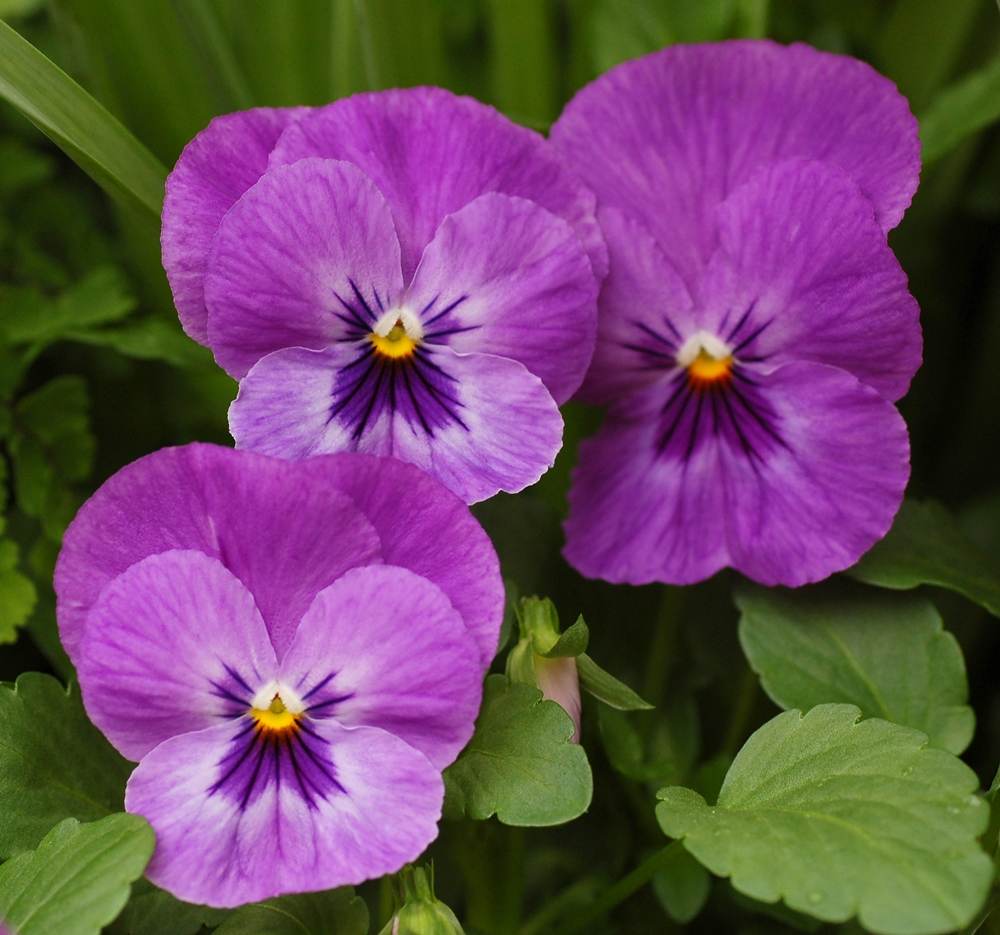 ภาพดอกไม้สวยๆ HD-3D-Wallpapers-Backgrounds (Flower)ภาพพื้นหลัง พักหน้าจอ No.7