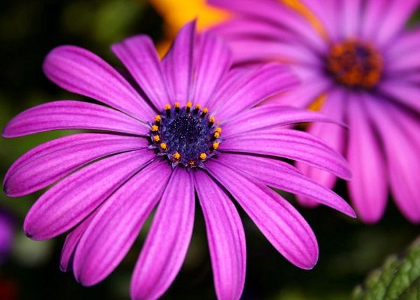 ภาพดอกไม้สวยๆ HD-3D-Wallpapers-Backgrounds (Flower)ภาพพื้นหลัง พักหน้าจอ No.7