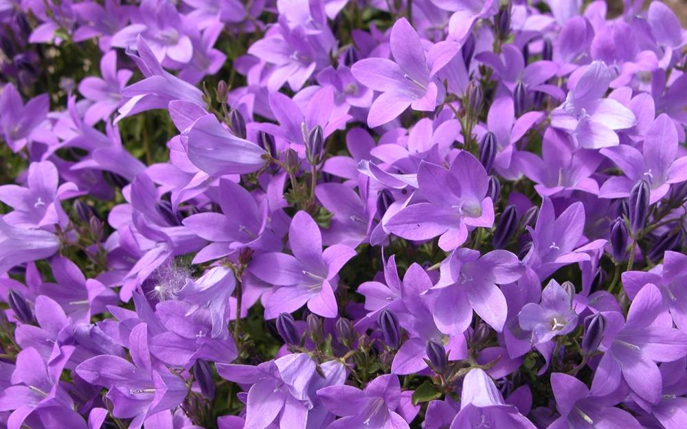 ภาพดอกไม้สวยๆ HD-3D-Wallpapers-Backgrounds (Flower)ภาพพื้นหลัง พักหน้าจอ No.7