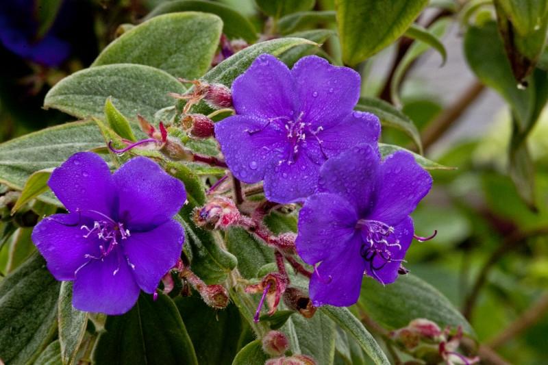 ภาพดอกไม้สวยๆ HD-3D-Wallpapers-Backgrounds (Flower)ภาพพื้นหลัง พักหน้าจอ No.7