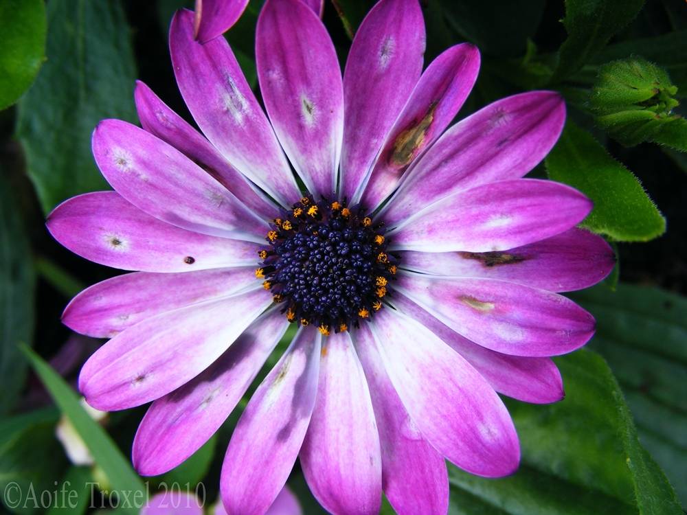 ภาพดอกไม้สวยๆ HD-3D-Wallpapers-Backgrounds (Flower)ภาพพื้นหลัง พักหน้าจอ No.7