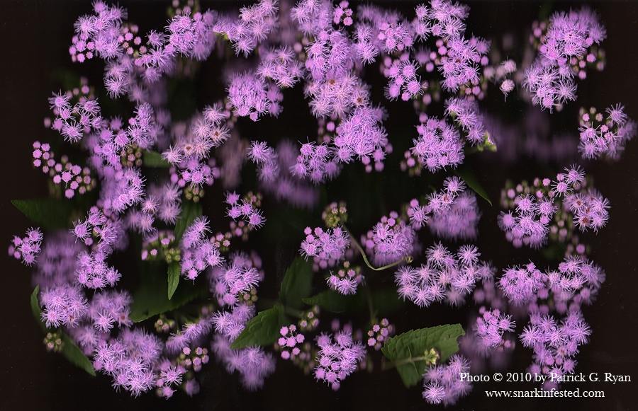 ภาพดอกไม้สวยๆ HD-3D-Wallpapers-Backgrounds (Flower)ภาพพื้นหลัง พักหน้าจอ No.7