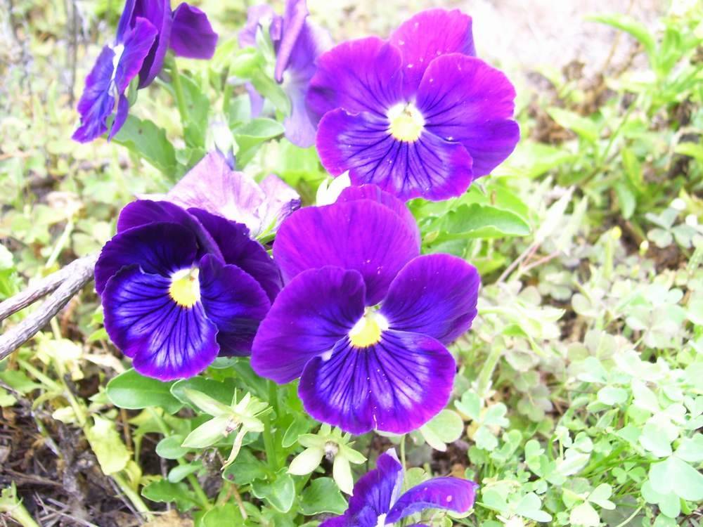 ภาพดอกไม้สวยๆ HD-3D-Wallpapers-Backgrounds (Flower)ภาพพื้นหลัง พักหน้าจอ No.7