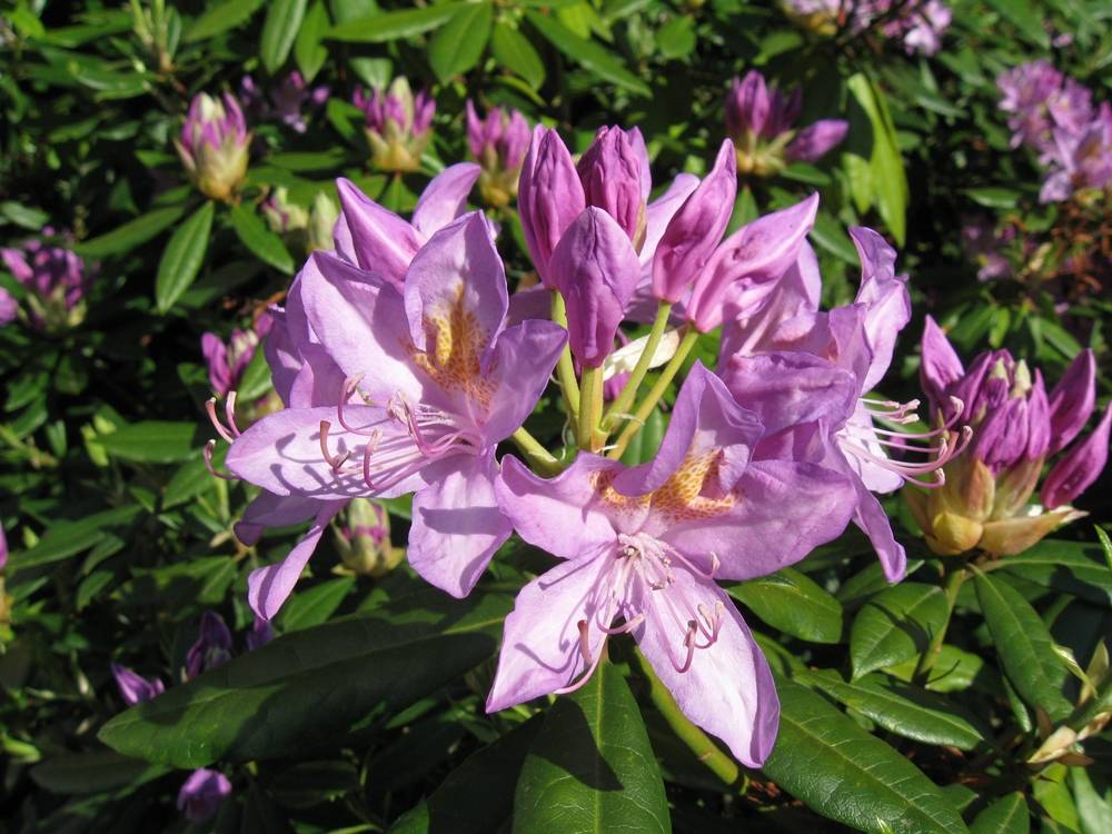 ภาพดอกไม้สวยๆ HD-3D-Wallpapers-Backgrounds (Flower)ภาพพื้นหลัง พักหน้าจอ No.7
