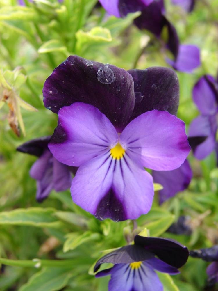 ภาพดอกไม้สวยๆ HD-3D-Wallpapers-Backgrounds (Flower)ภาพพื้นหลัง พักหน้าจอ No.7