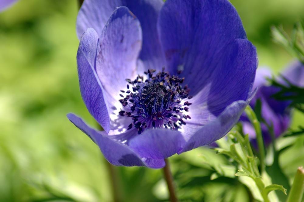 ภาพดอกไม้สวยๆ HD-3D-Wallpapers-Backgrounds (Flower)ภาพพื้นหลัง พักหน้าจอ No.7