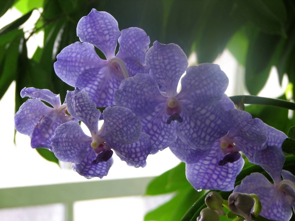ภาพดอกไม้สวยๆ HD-3D-Wallpapers-Backgrounds (Flower)ภาพพื้นหลัง พักหน้าจอ No.7