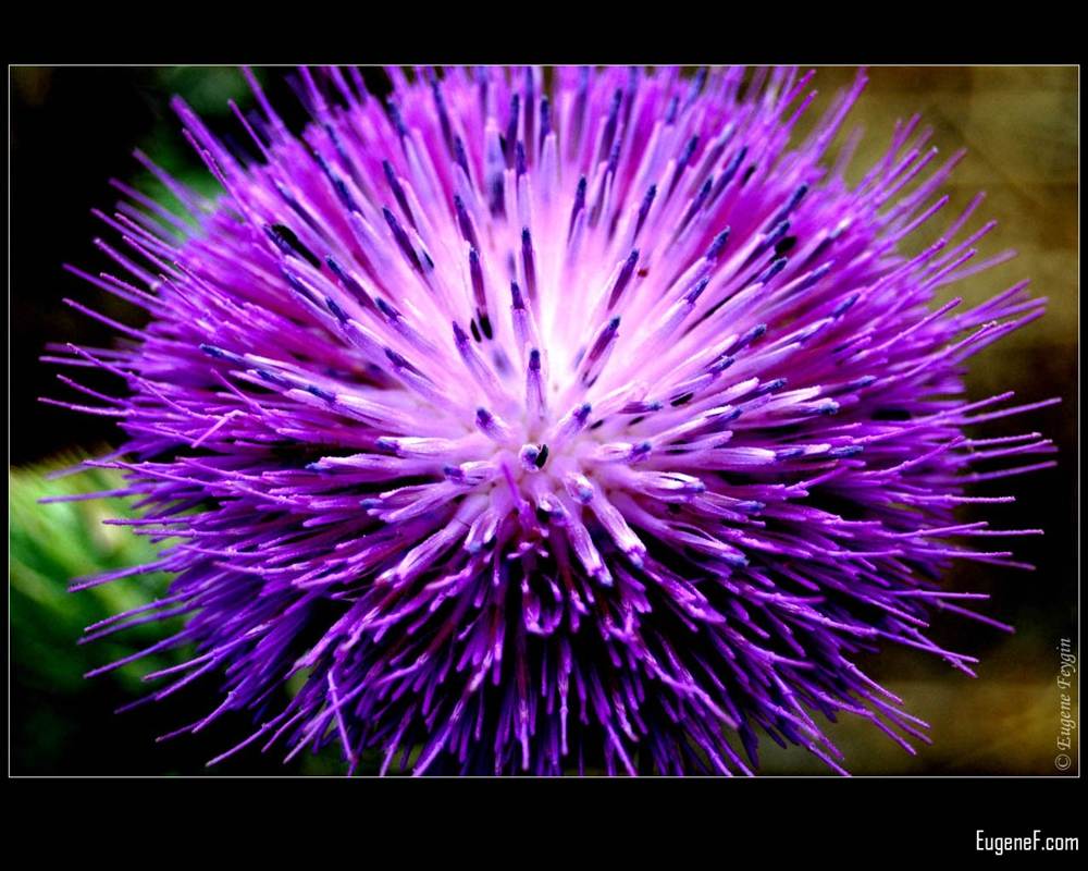 ภาพดอกไม้สวยๆ HD-3D-Wallpapers-Backgrounds (Flower)ภาพพื้นหลัง พักหน้าจอ No.8