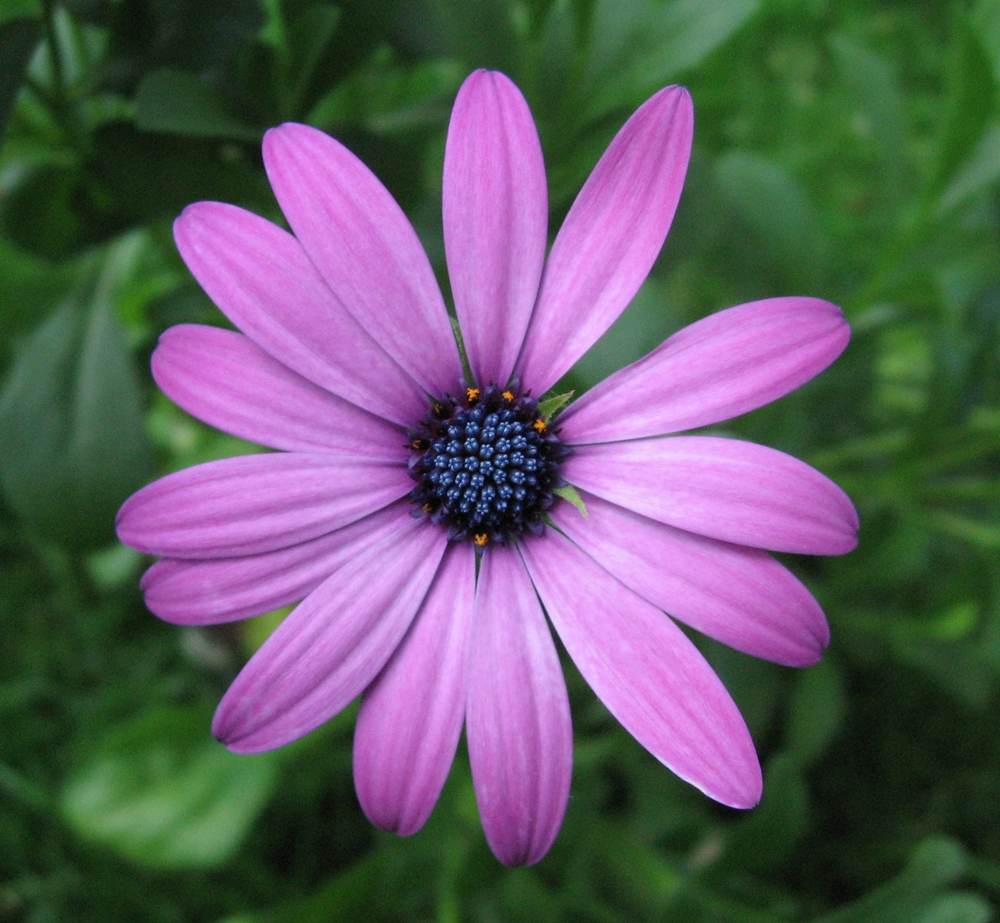 ภาพดอกไม้สวยๆ HD-3D-Wallpapers-Backgrounds (Flower)ภาพพื้นหลัง พักหน้าจอ No.8