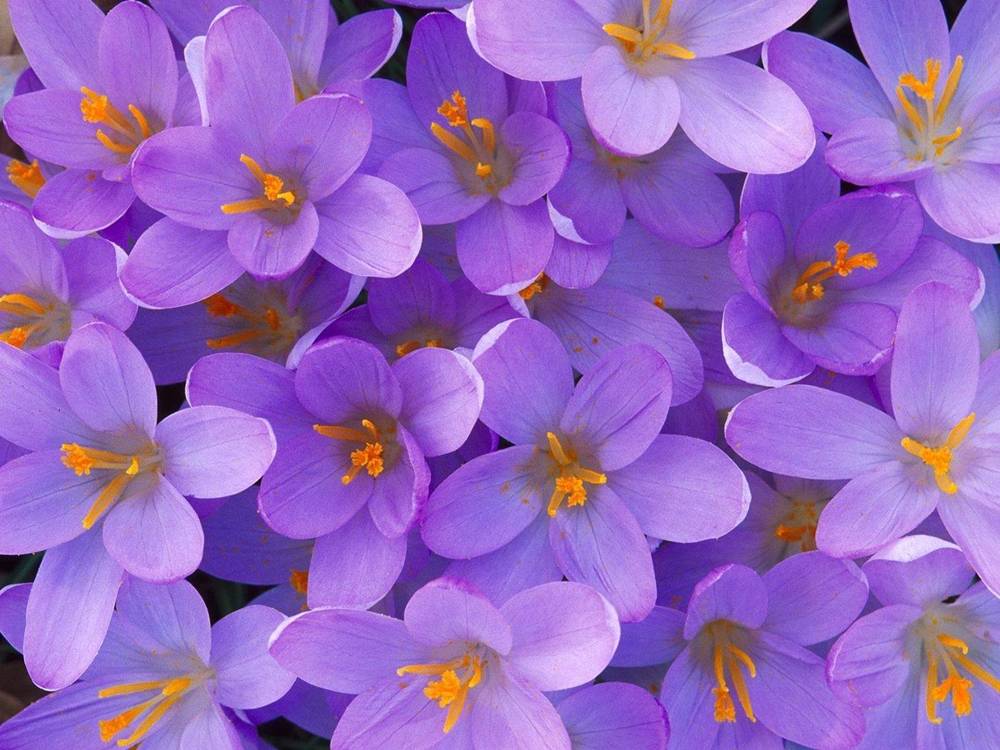 ภาพดอกไม้สวยๆ HD-3D-Wallpapers-Backgrounds (Flower)ภาพพื้นหลัง พักหน้าจอ No.8