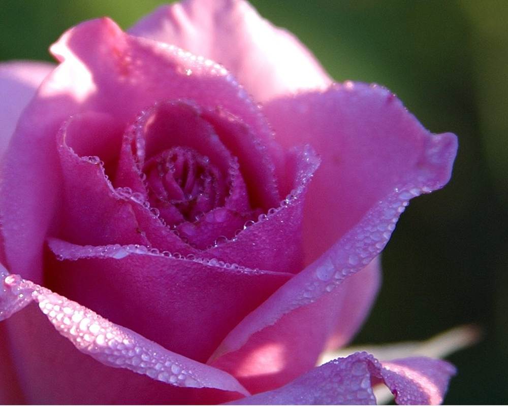 ภาพดอกไม้สวยๆ HD-3D-Wallpapers-Backgrounds (Flower)ภาพพื้นหลัง พักหน้าจอ No.8